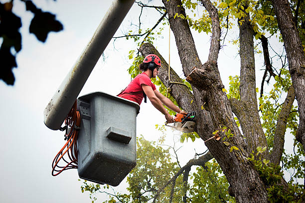 Professional Tree Removal and Landscaping Services in Wappingers Falls, NY